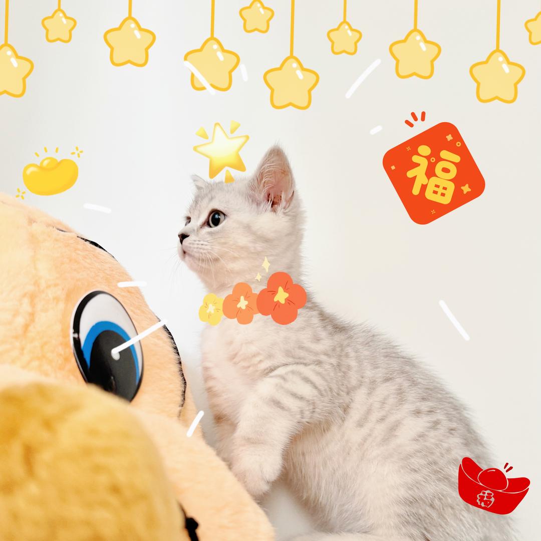 圆周率是ππ猫