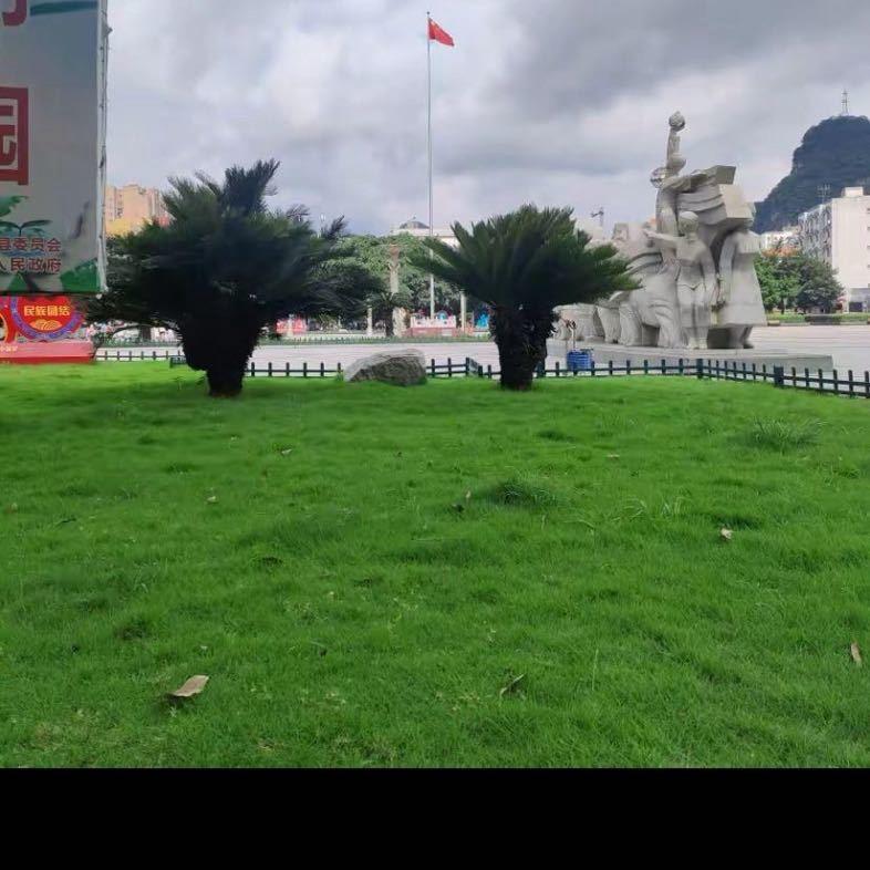 广西表妹