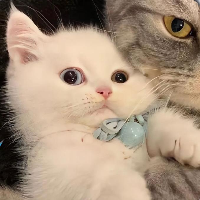 在下猫猫雨🌧️