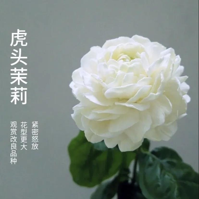 杰哥绿植花卉经营部