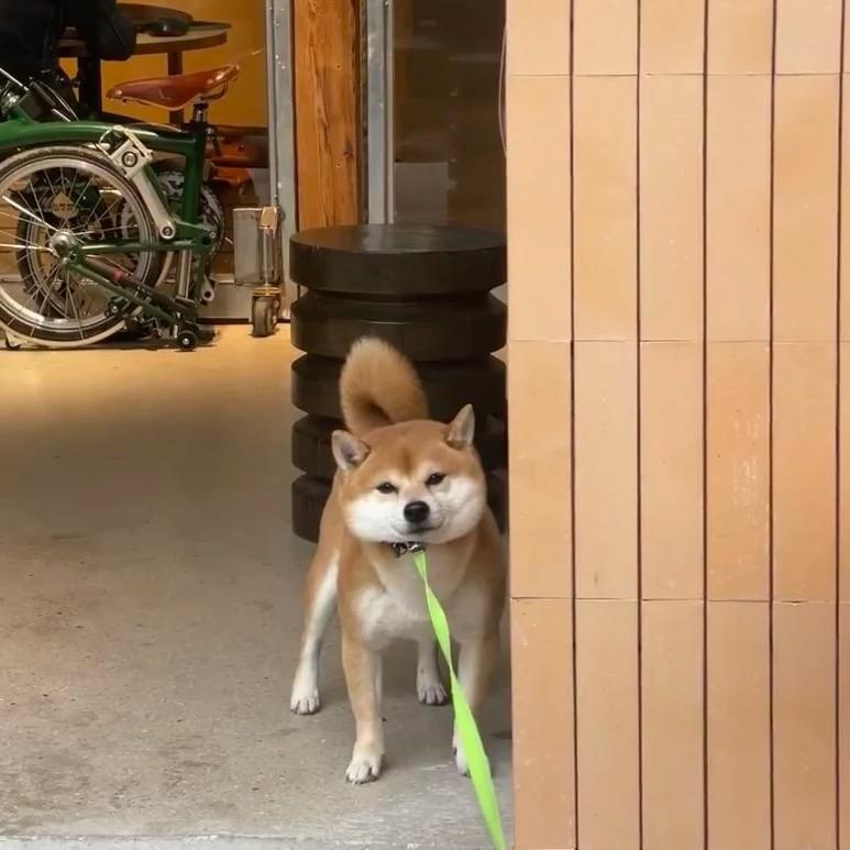 蛋蛋后强壮小美