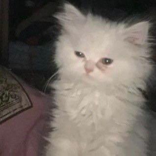 树下猫