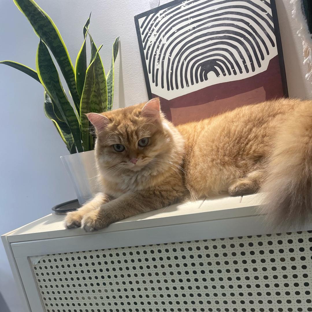 老婆饼里为什么没有老婆