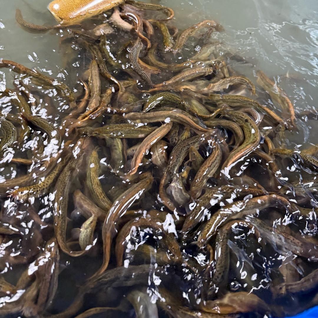 兴农水产养殖