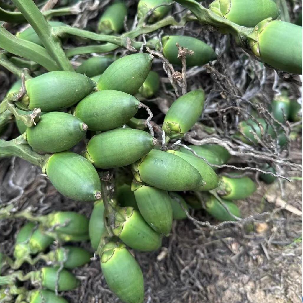 盛芳锦林苗圃