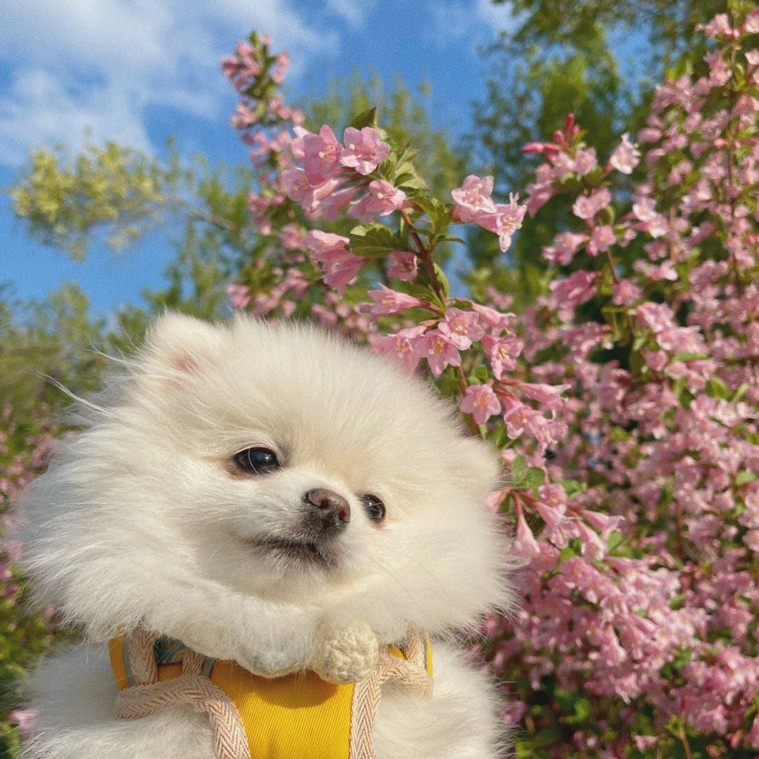 爱美的博美