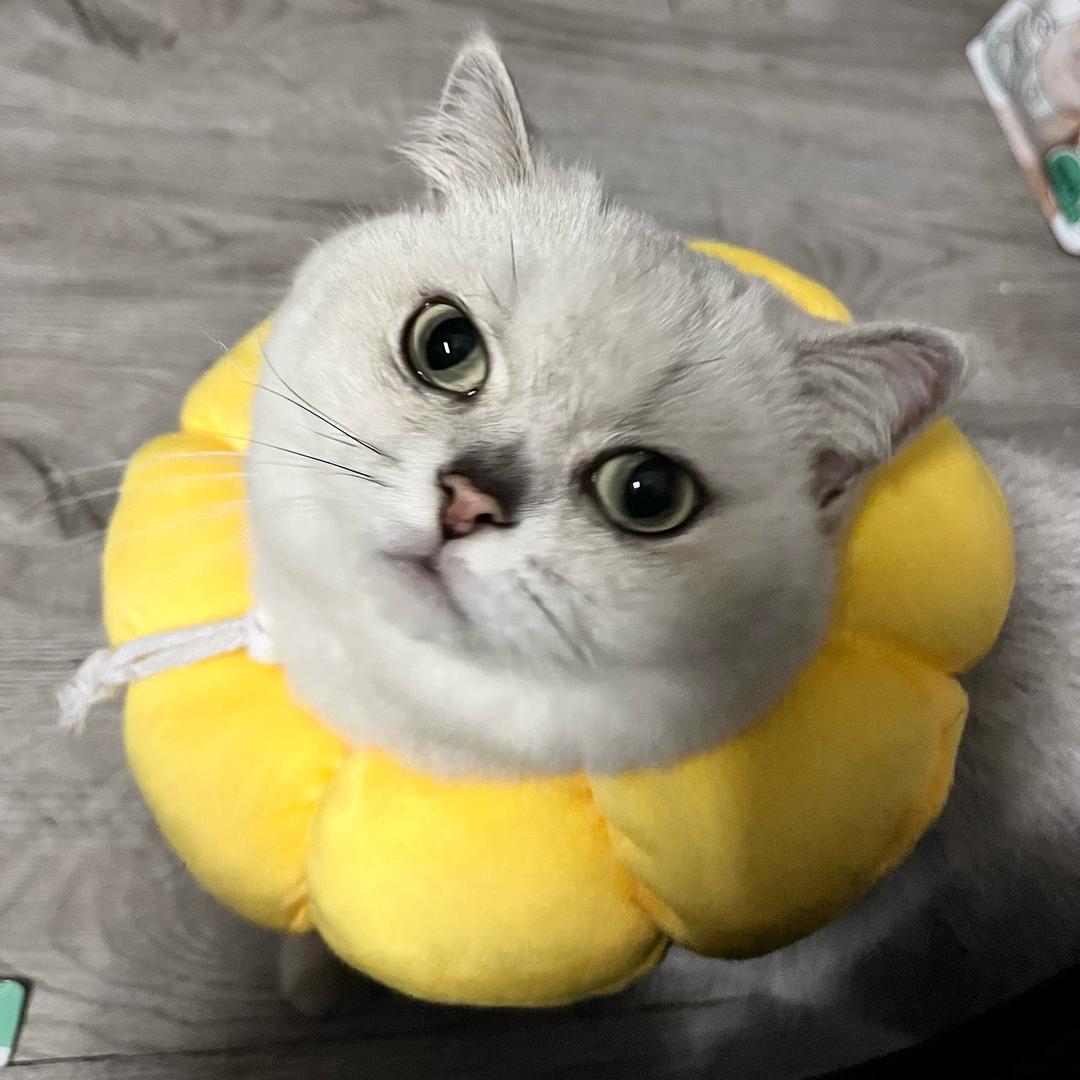 葡萄不是邪恶银渐层