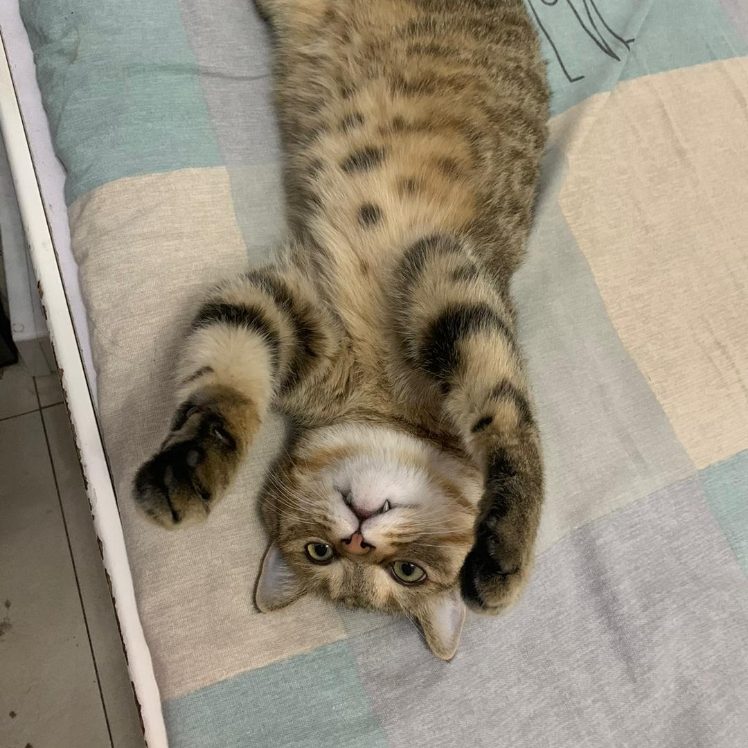 天使飞过的花园