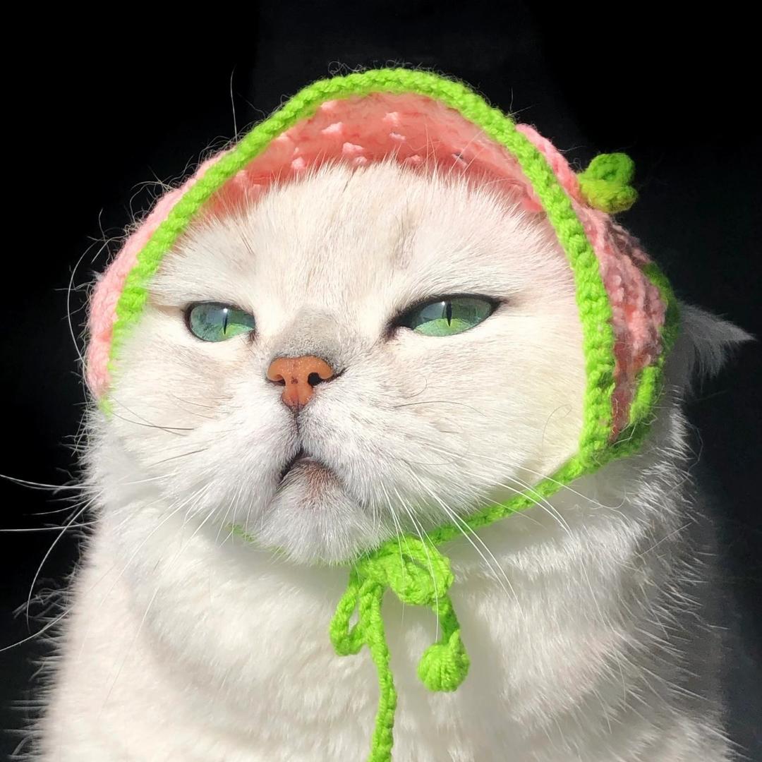 七七  【上海猫舍（全国发）