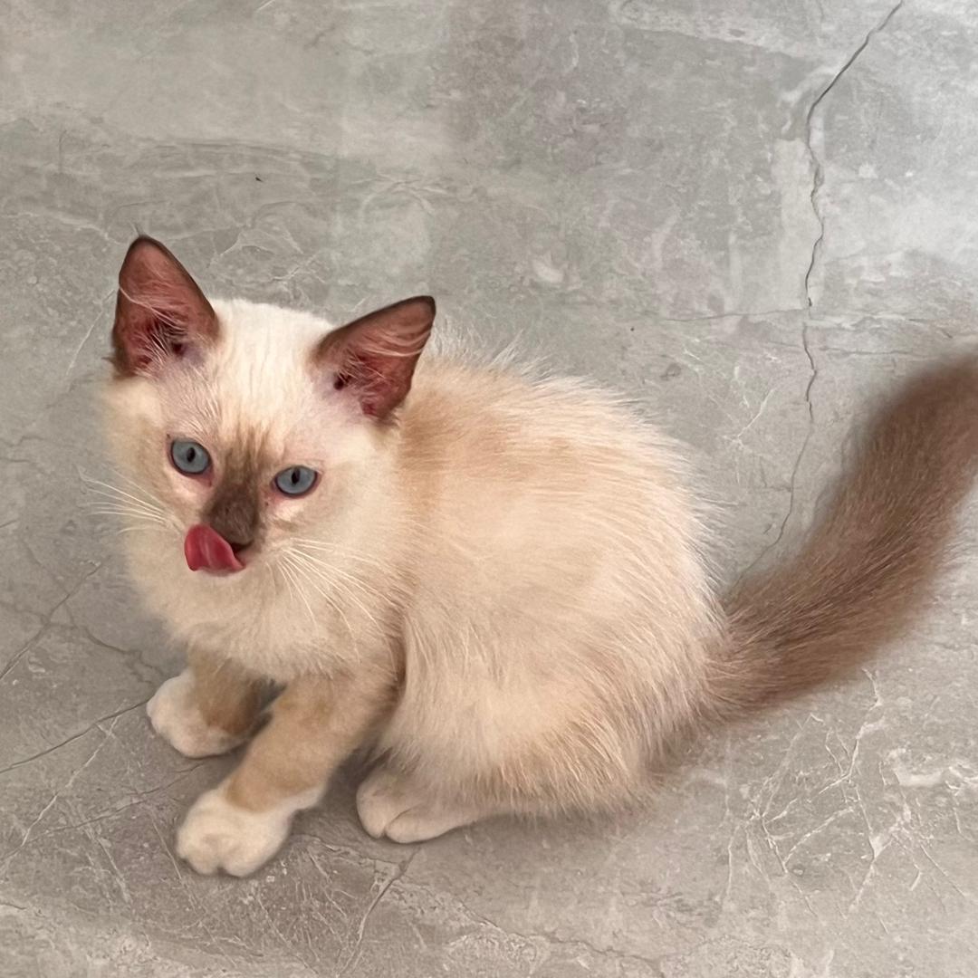 汉堡吃饱饭了🐈「置顶🔝贴贴」