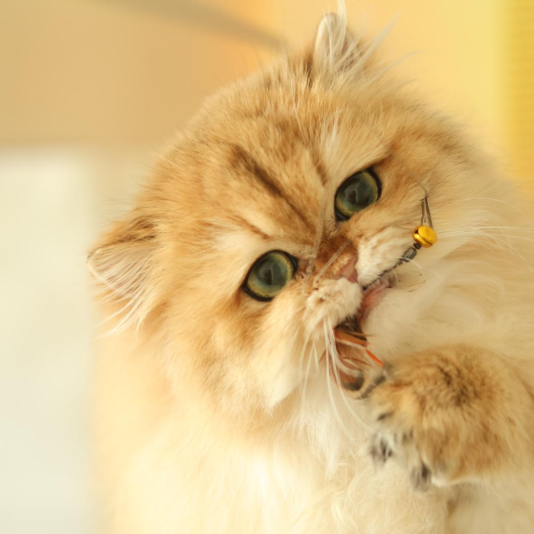 闹闹名猫《卡通版渐层》