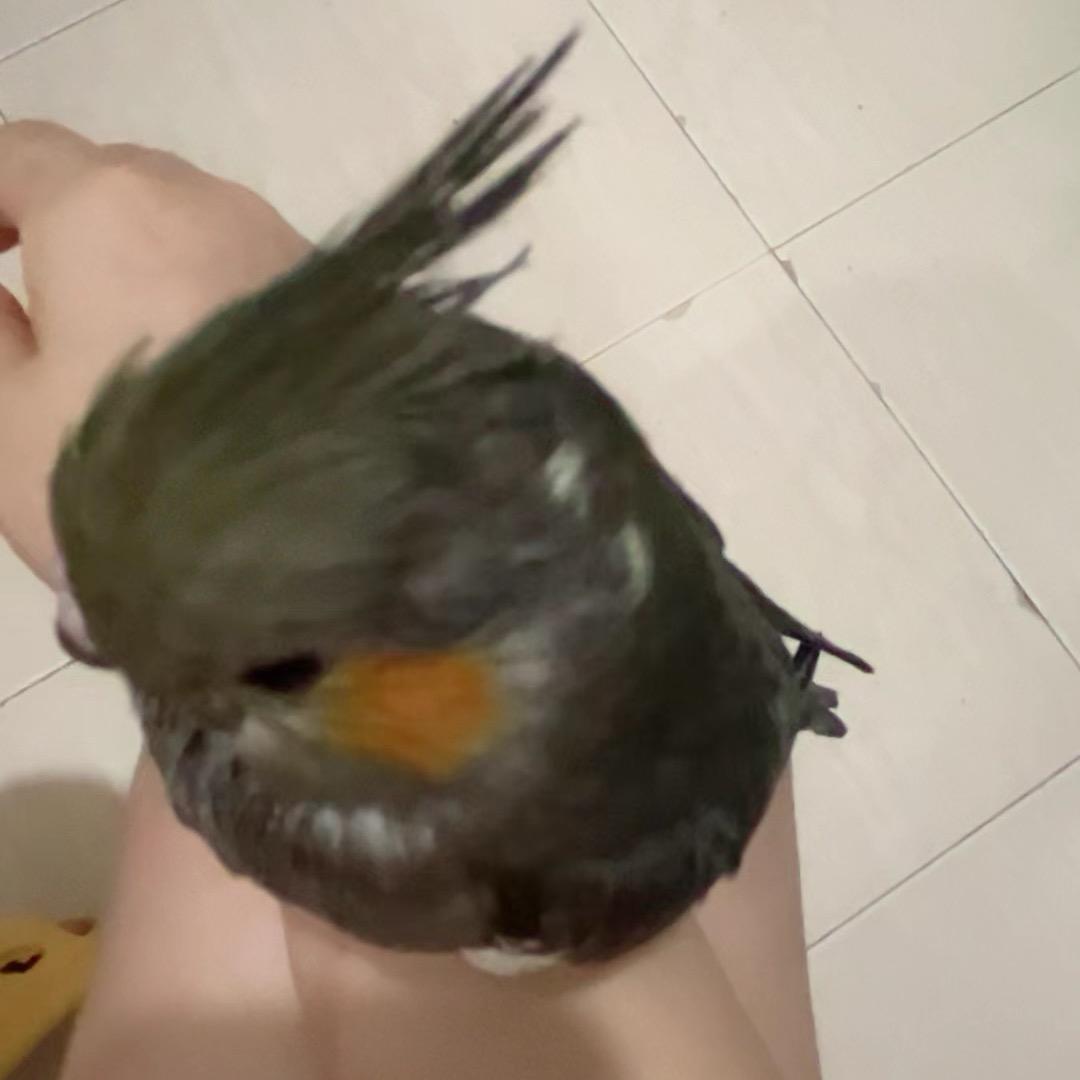 小红啊