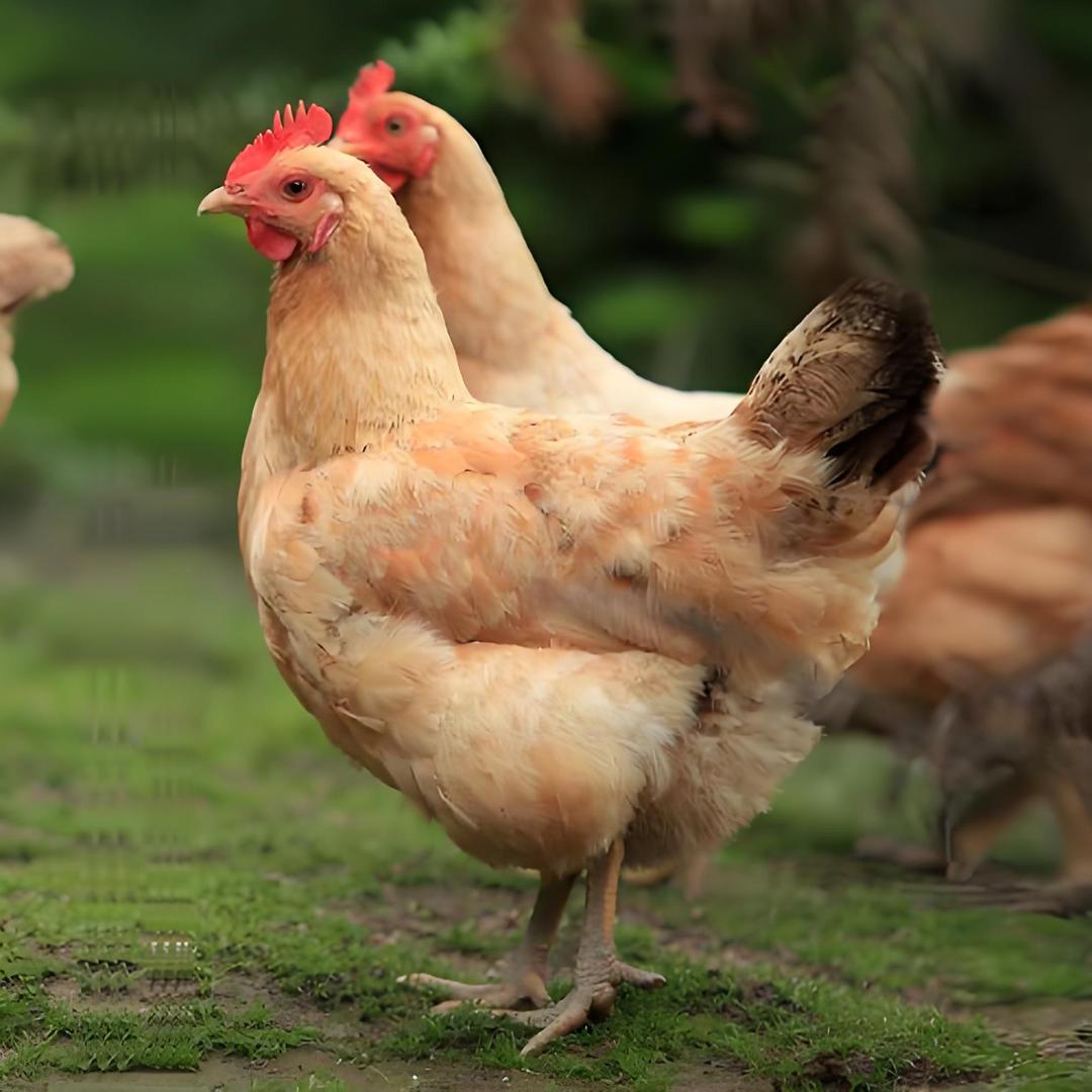 宁国锄禾老农新鲜果蔬铺子