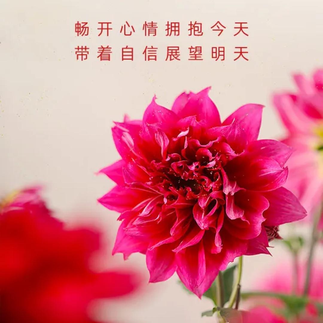 花逝、浅笑2018