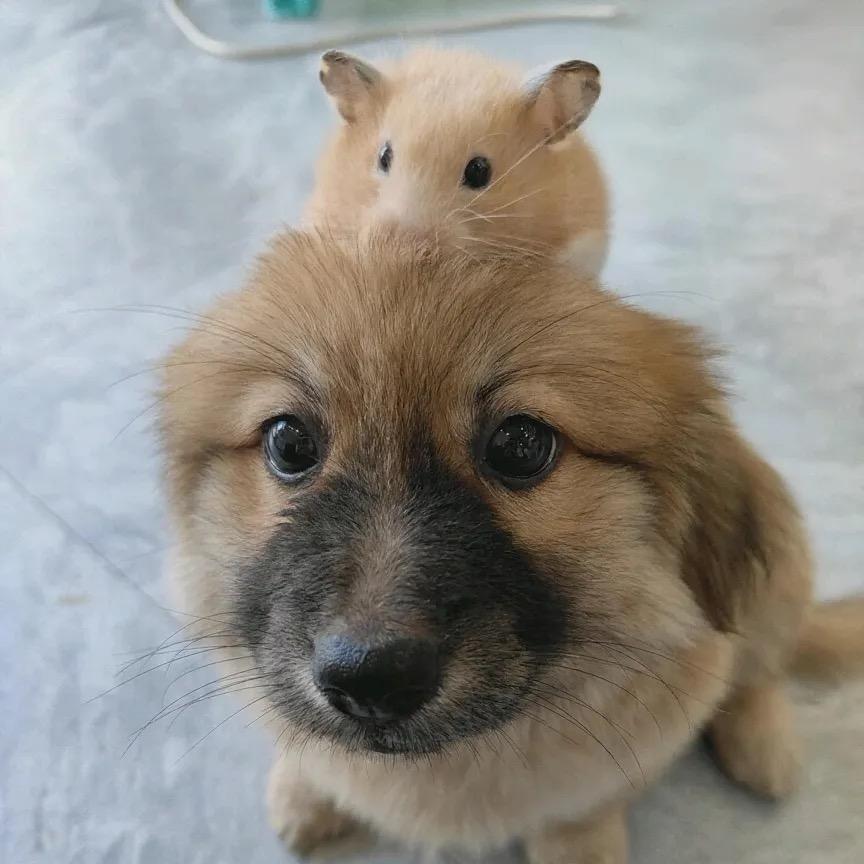 麻辣猪头886