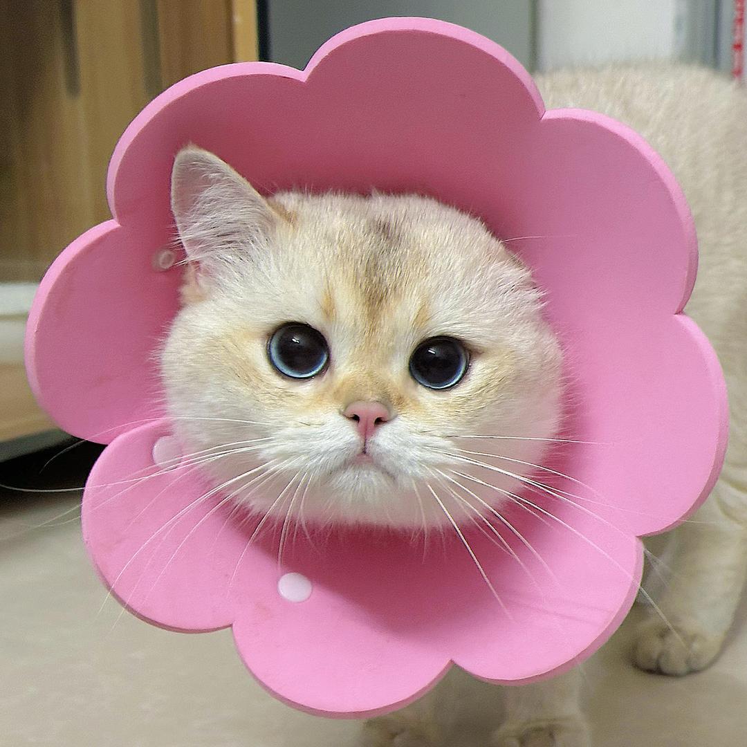 蛋蛋大王