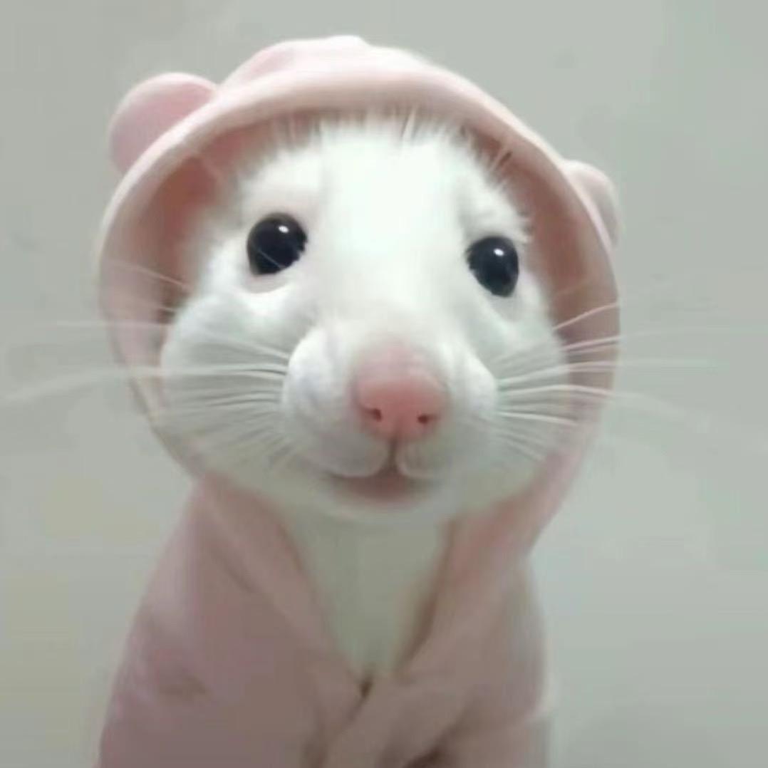 宋小鼠