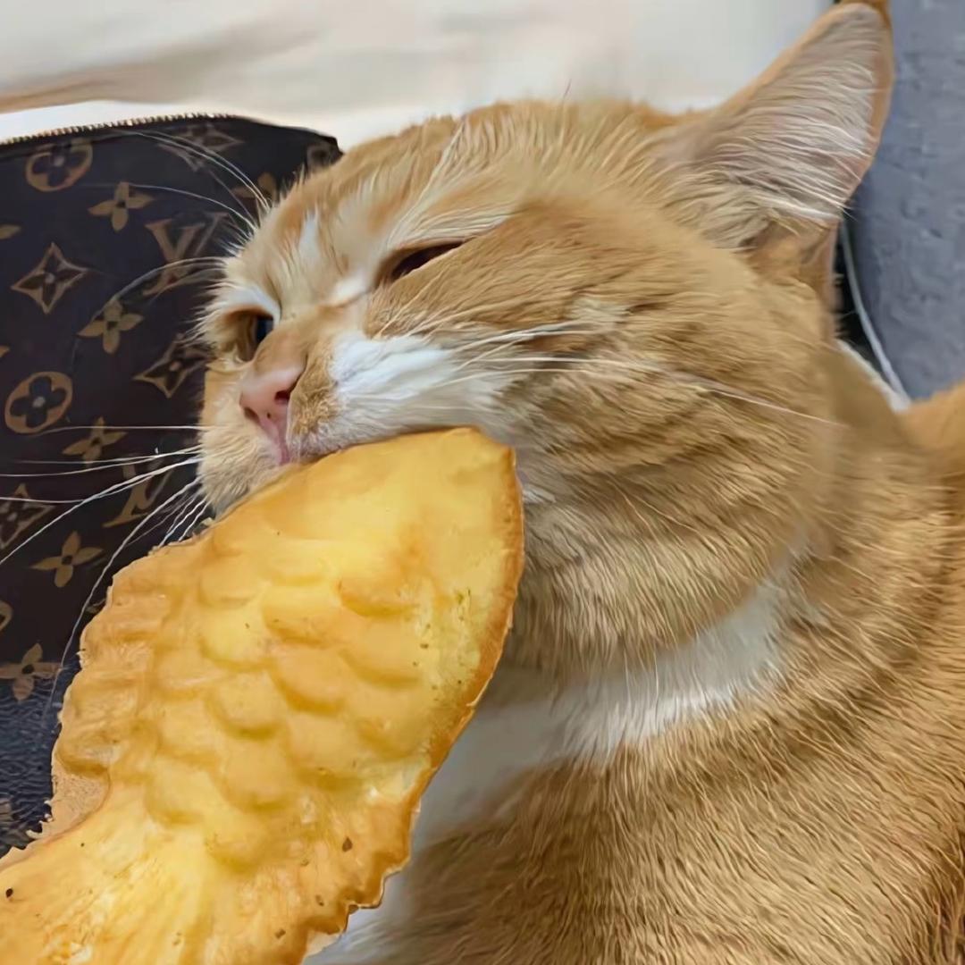 大口炫吐司🍞