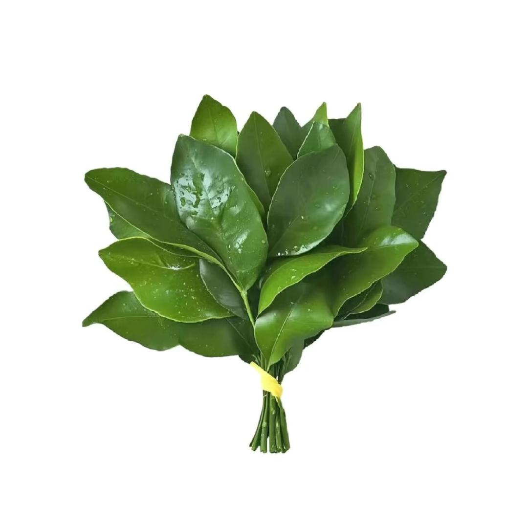Rose玫瑰