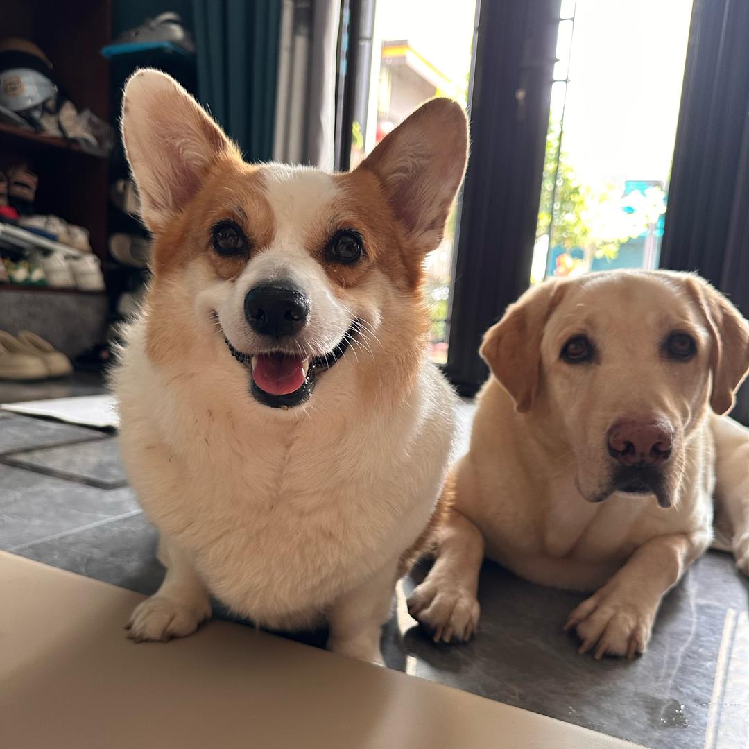 Buddy&Simba&嘟嘟🐶🐶🐶