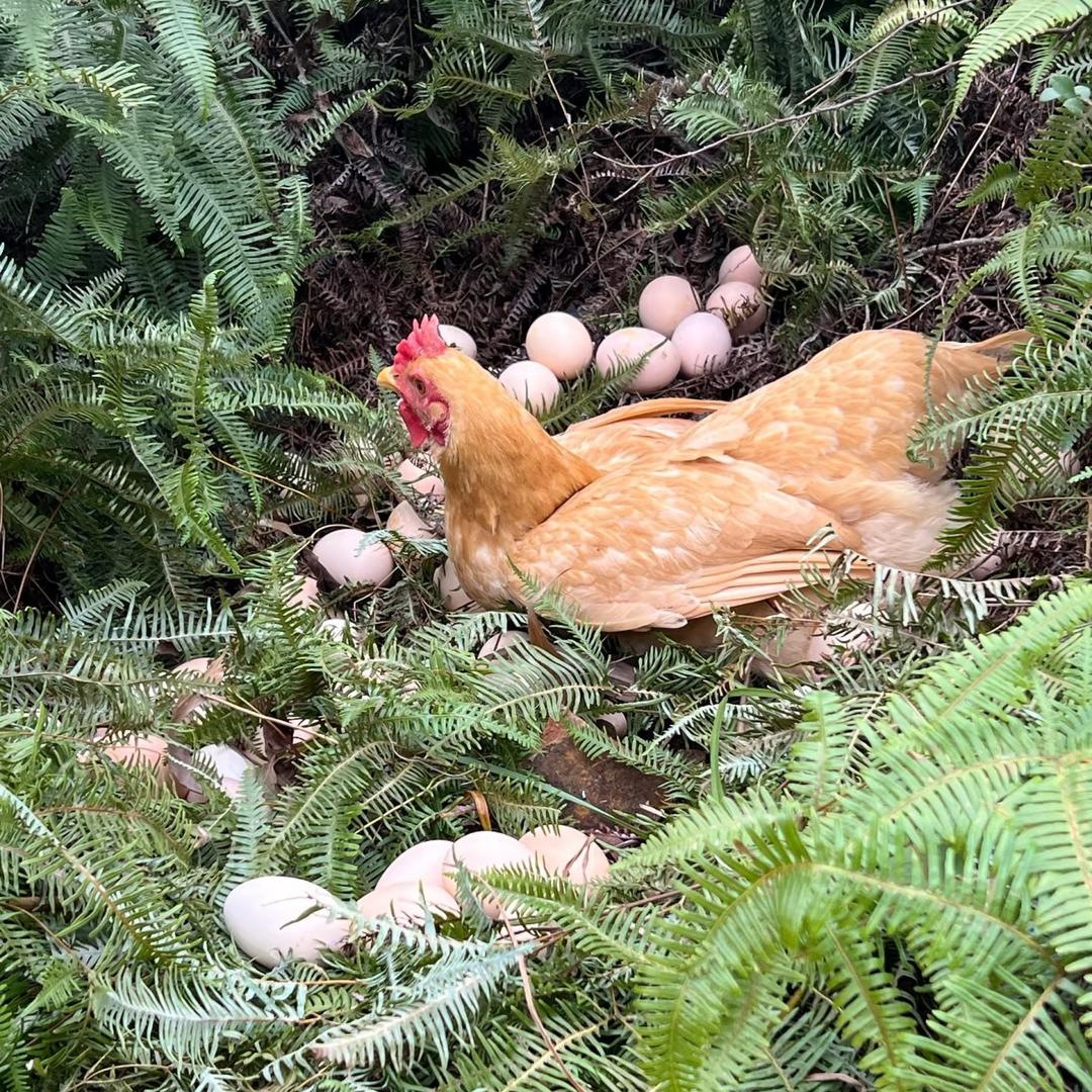 蛋佬翁·土鸡蛋