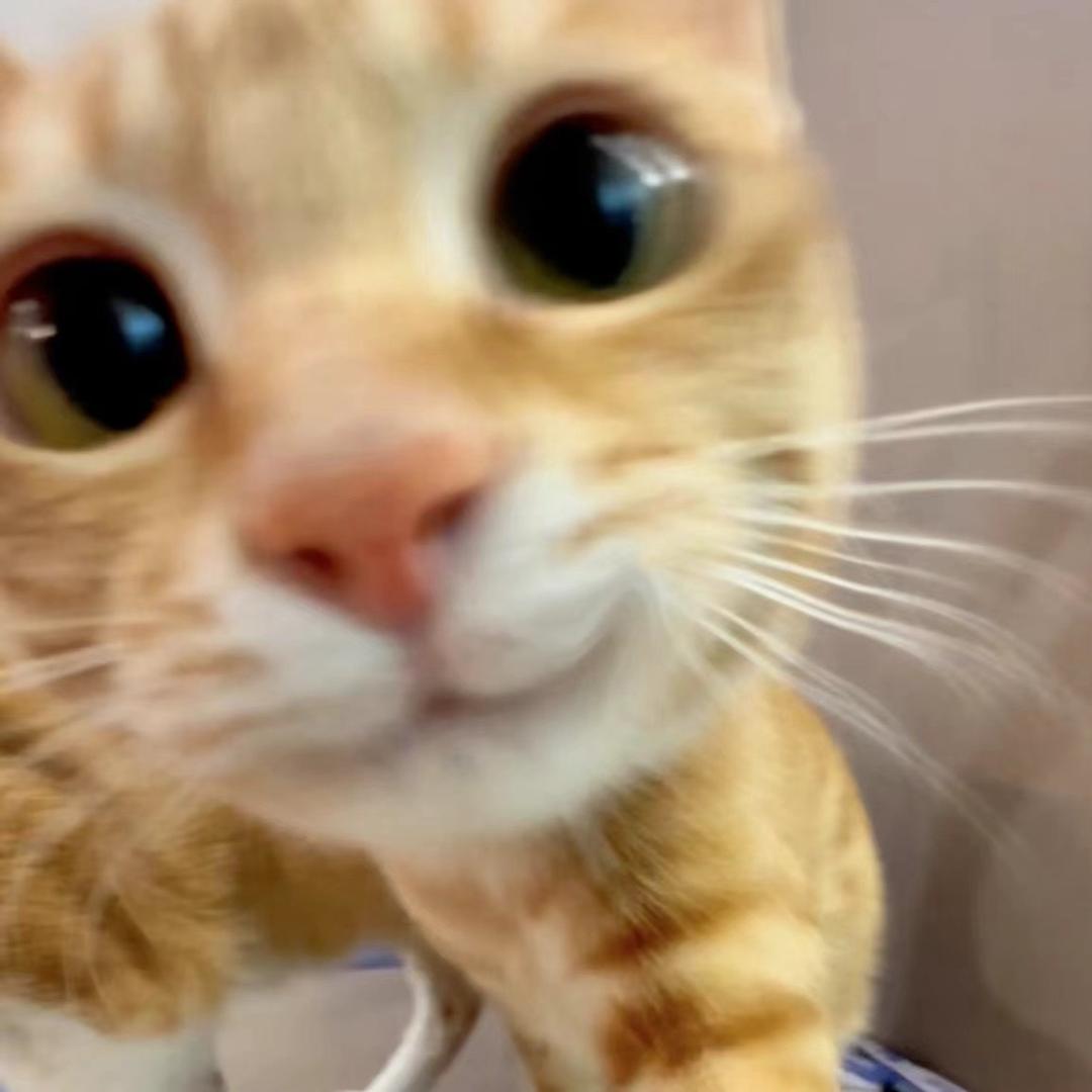 旺财是只猫