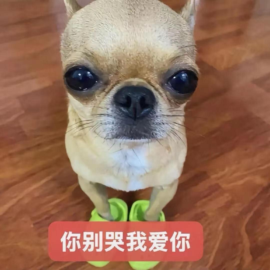 会飞的前男友为爱变gay了