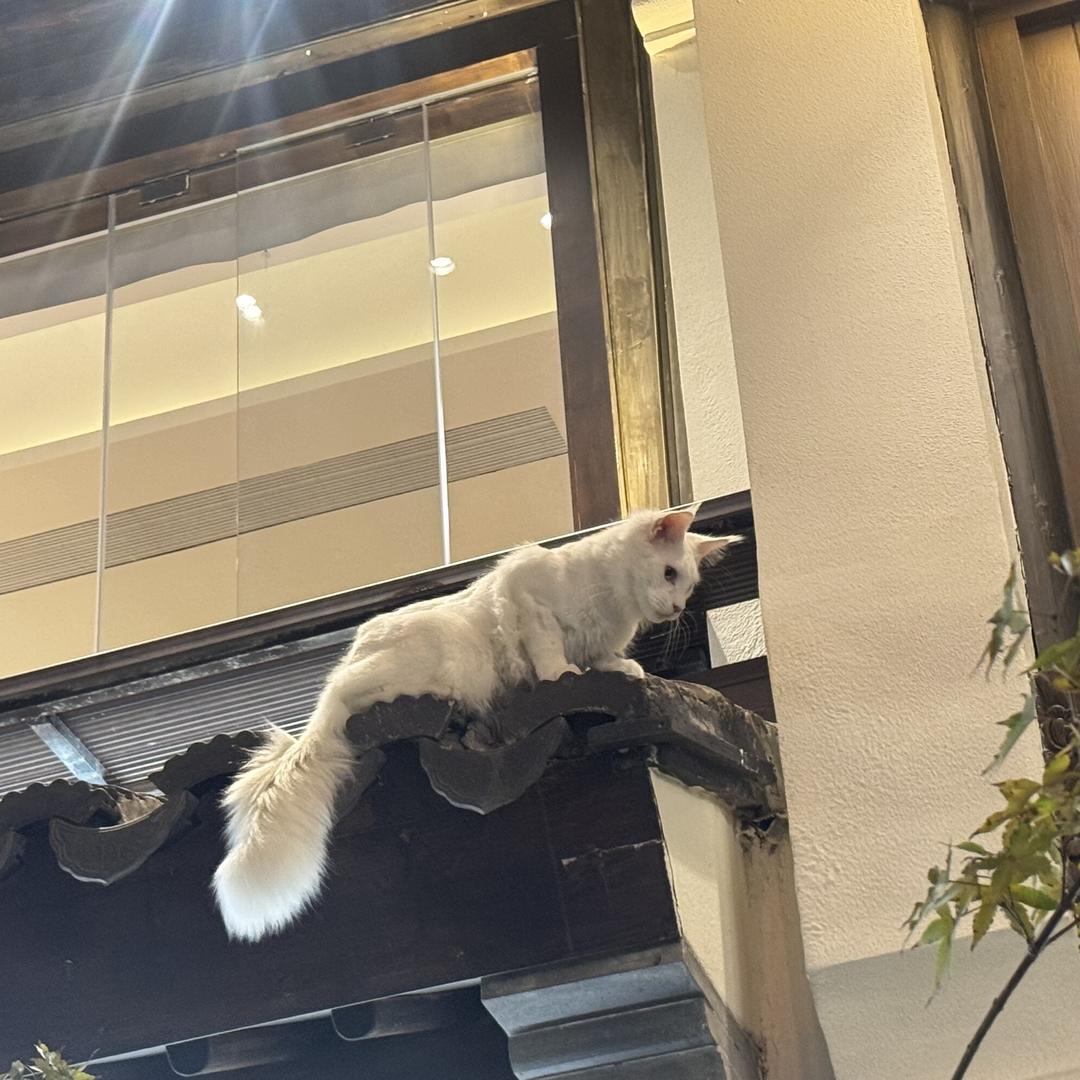 柠