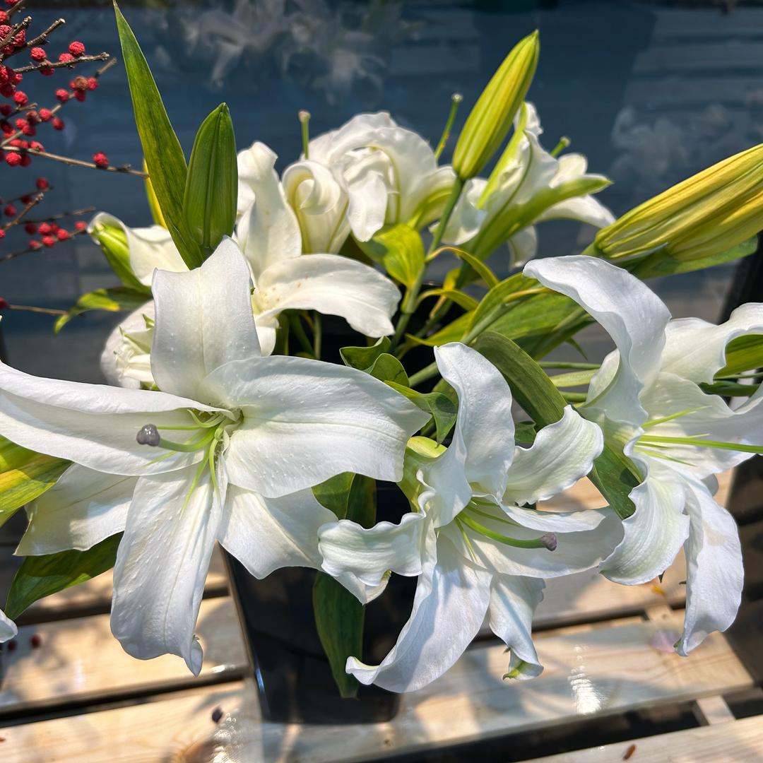 大牙缝～阿丽💐