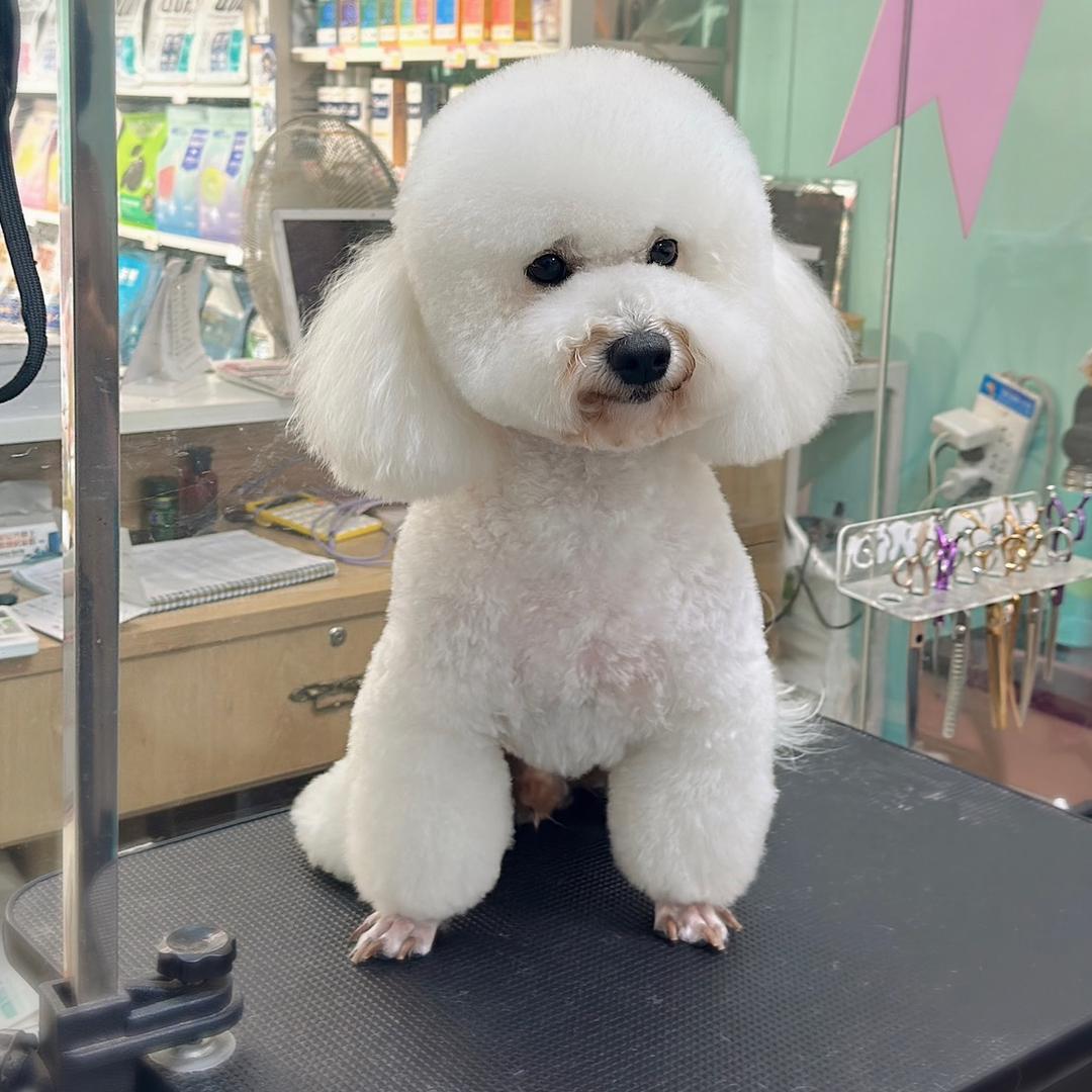 比了个熊