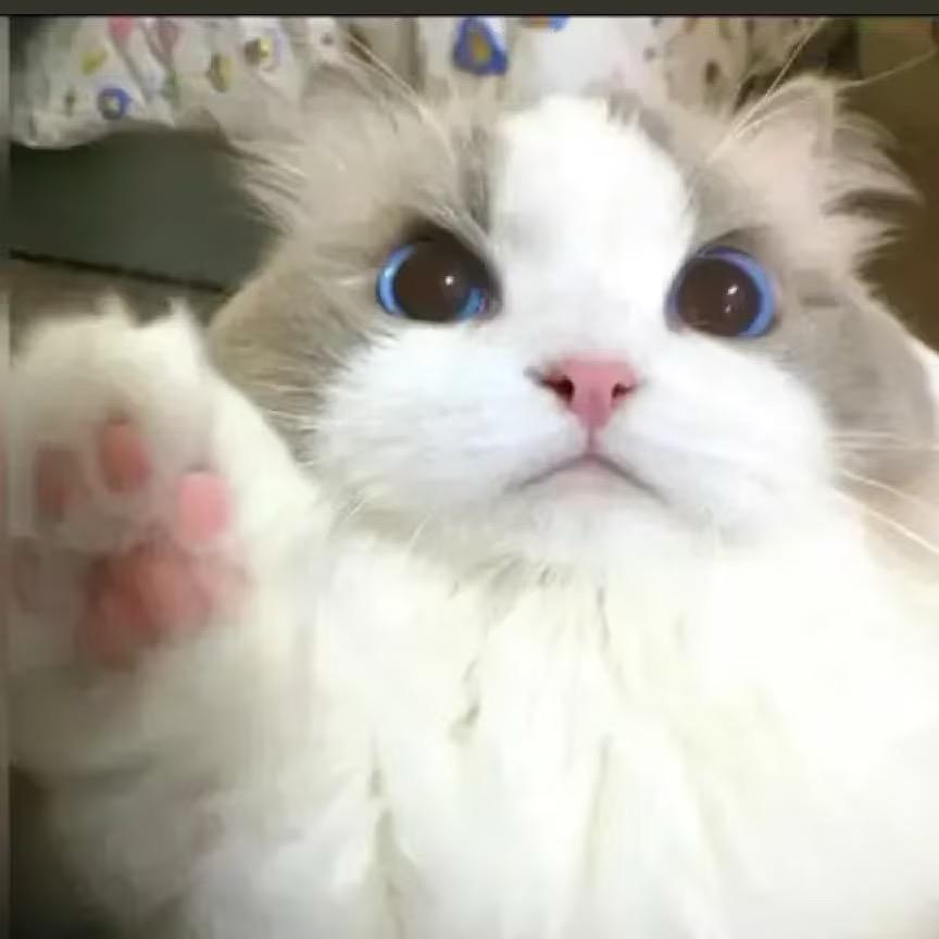 变态绅士大卫熊