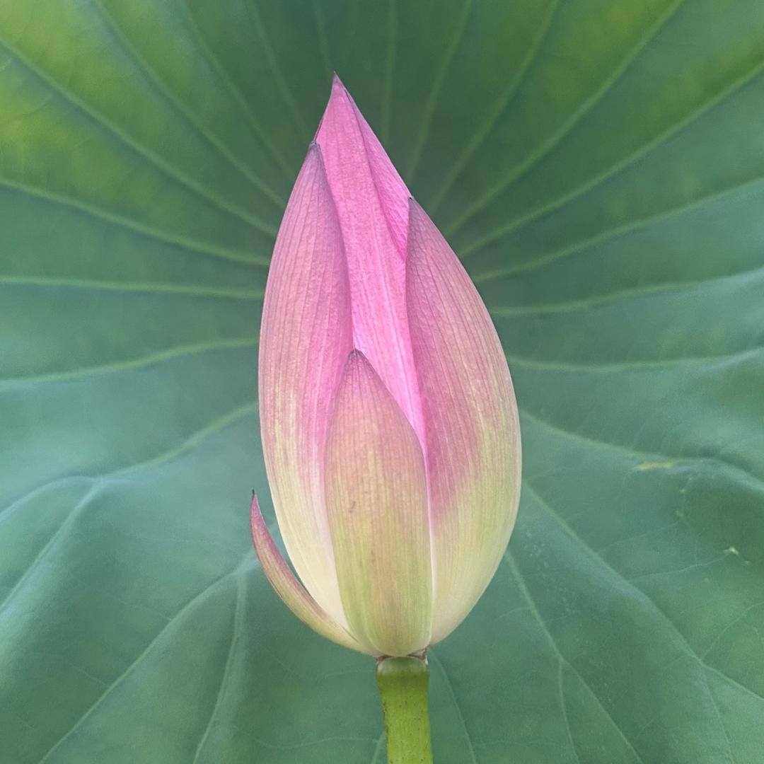 落叶有秋
