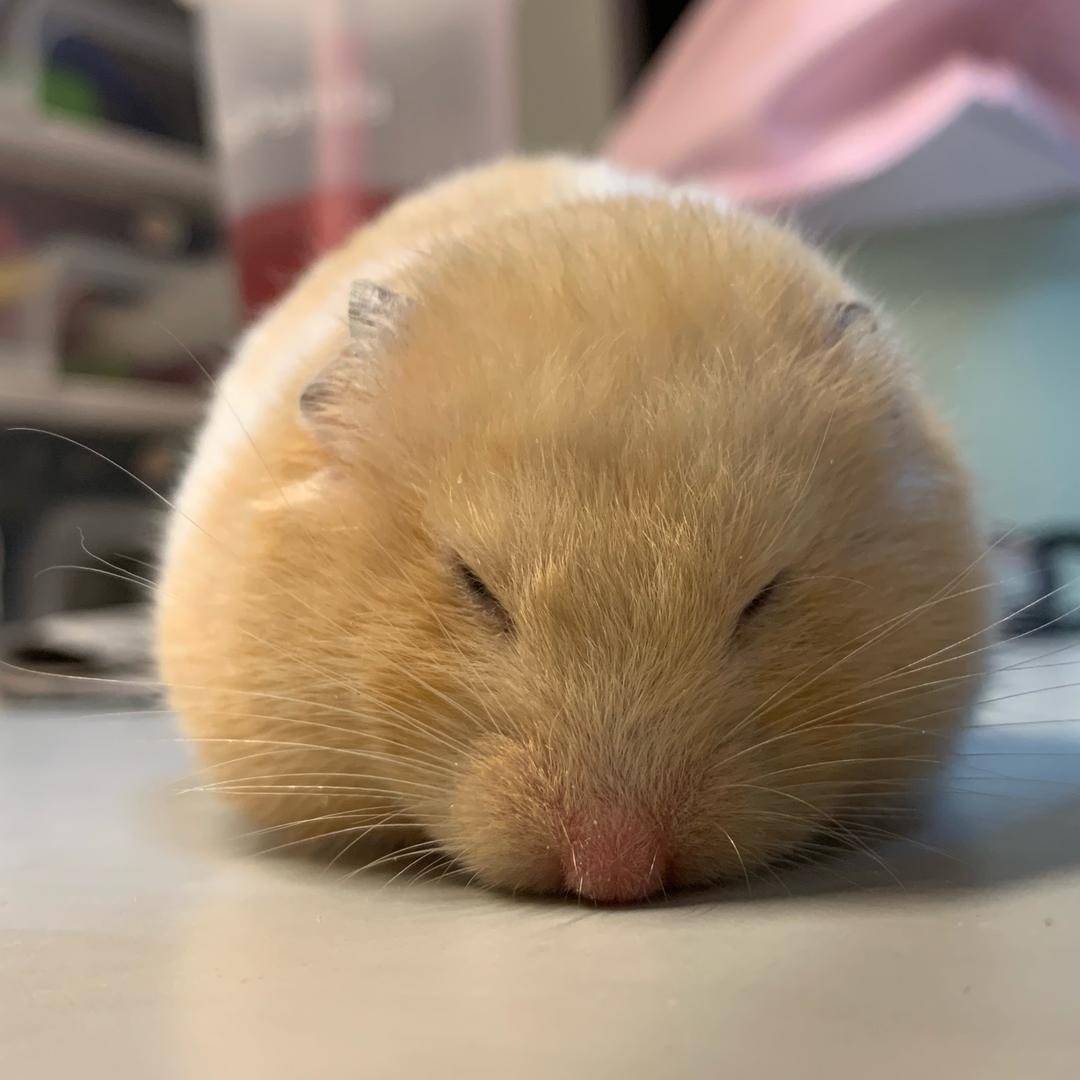 馒头超可爱