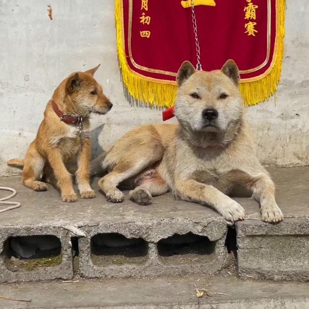 独山县精诚猎犬养殖基地