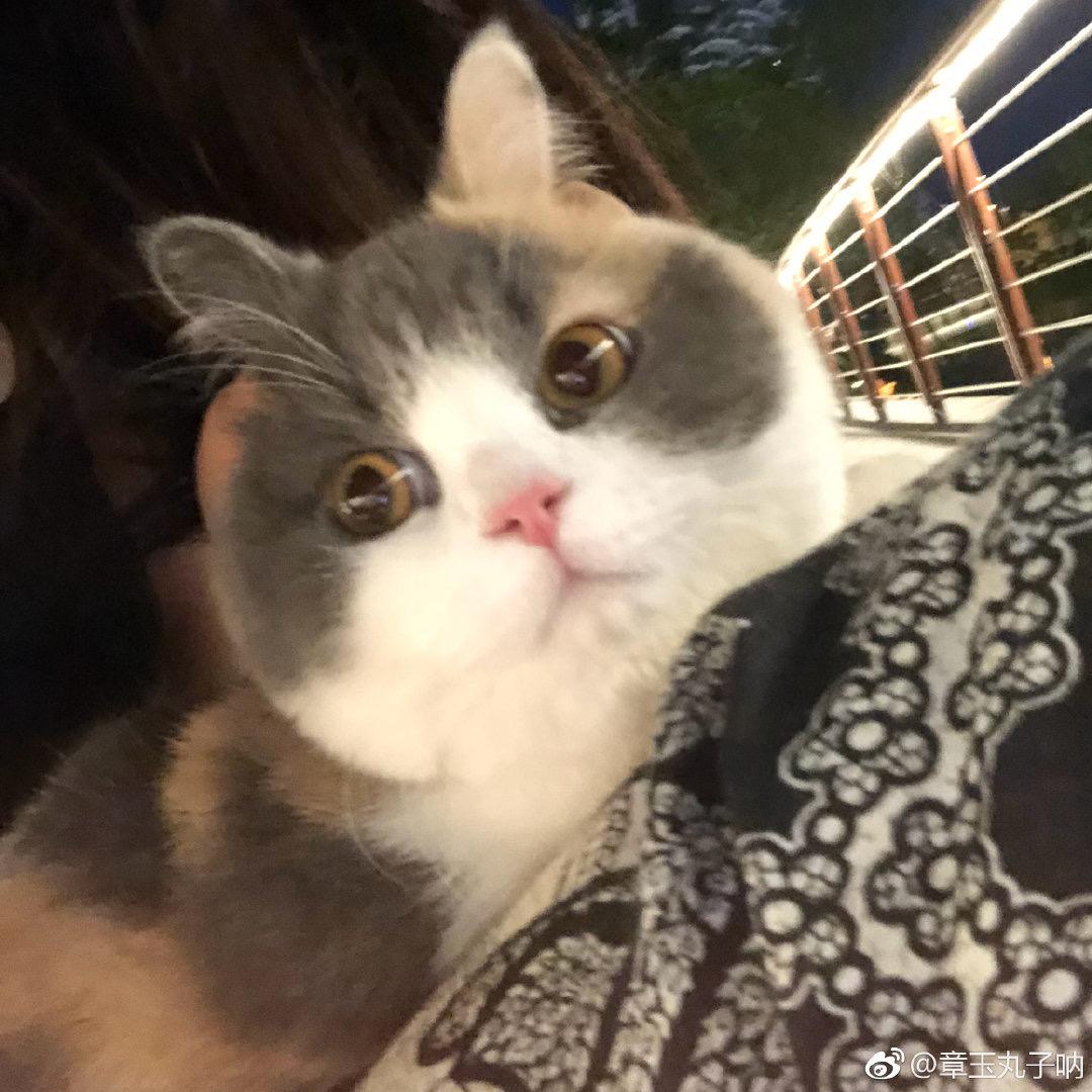 章玉丸子。
