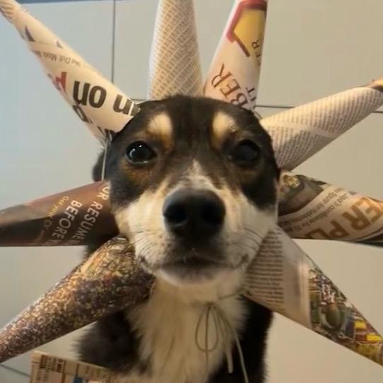 沫鹿安然/诺晗逸意