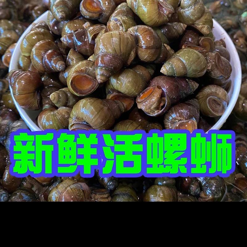 千岛湖清水螺蛳