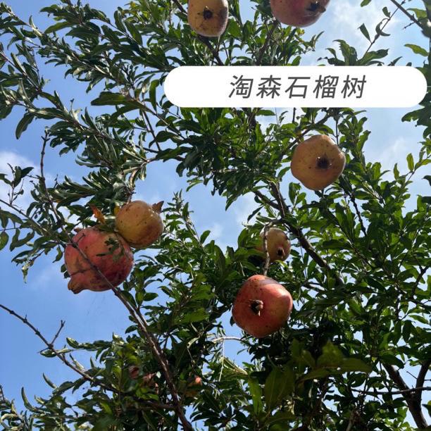 果亚多淘森果树苗木专卖店