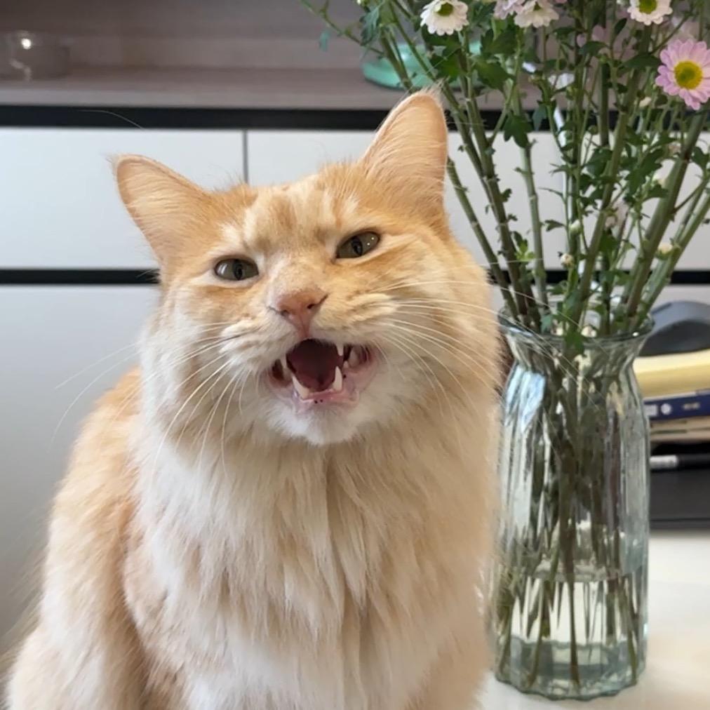 大脑壳是只话唠猫