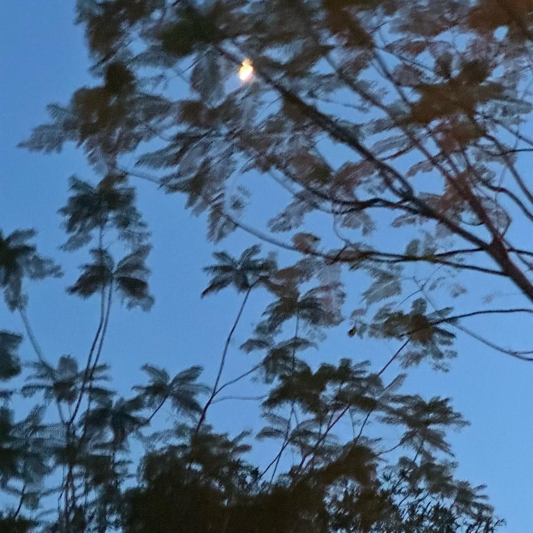 硝硝