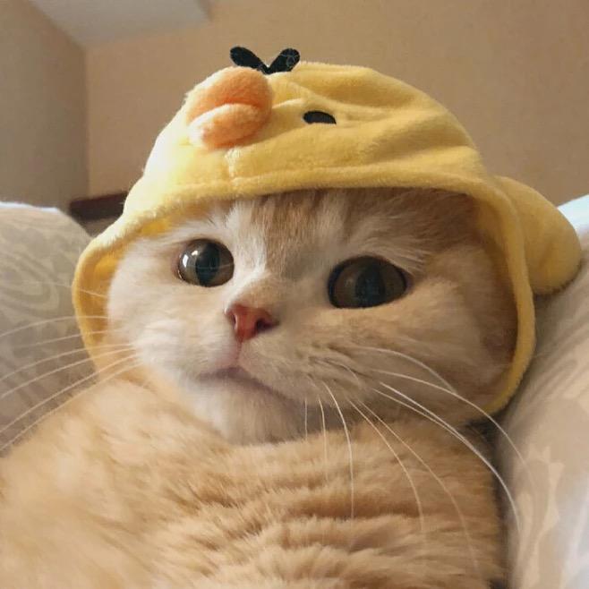 焦糖酱🍟