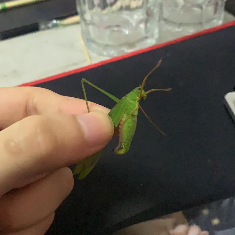 莫傲猫先森