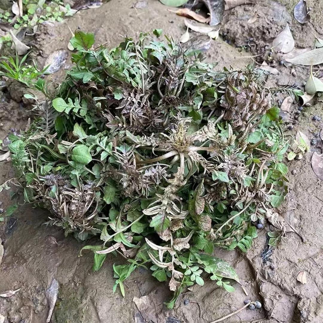 小康家的菜园子
