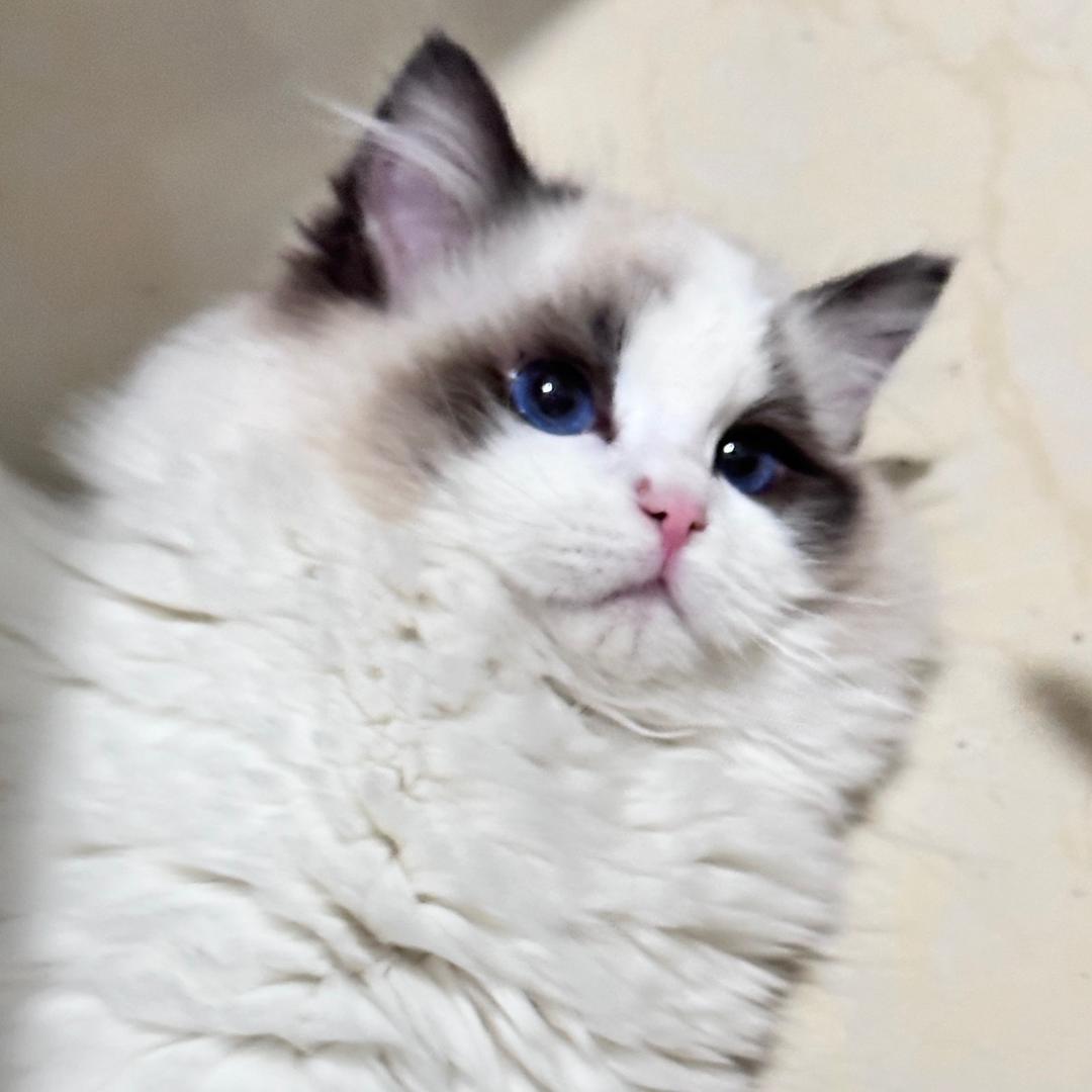 出奇的可爱