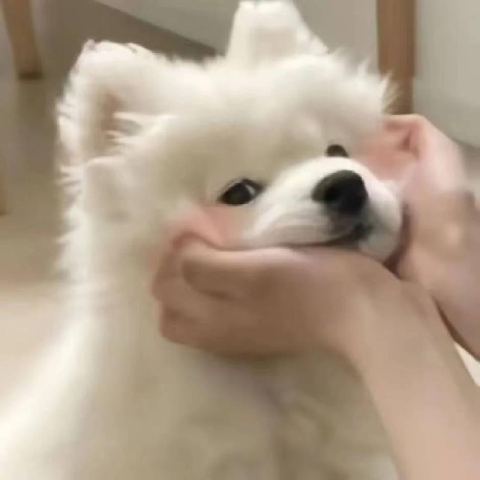 莫莫的懒人好物
