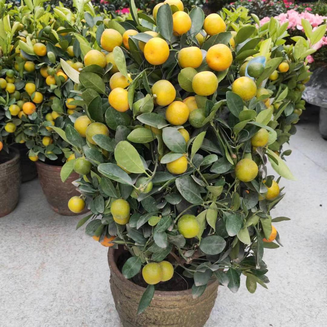 新疆小周花卉