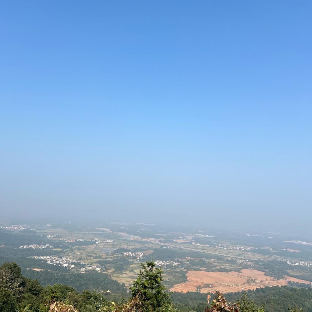 卷柏
