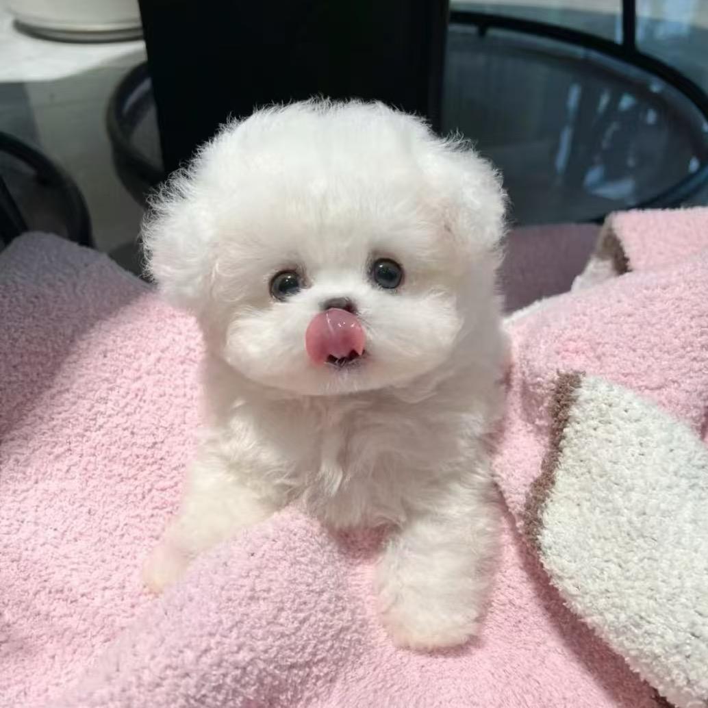 不甜家的比熊🍼