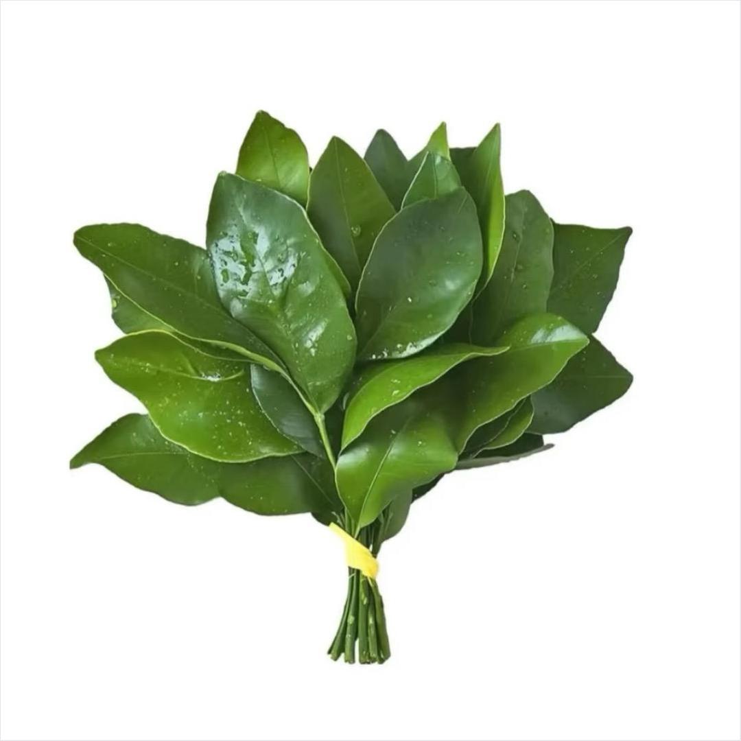 月奚