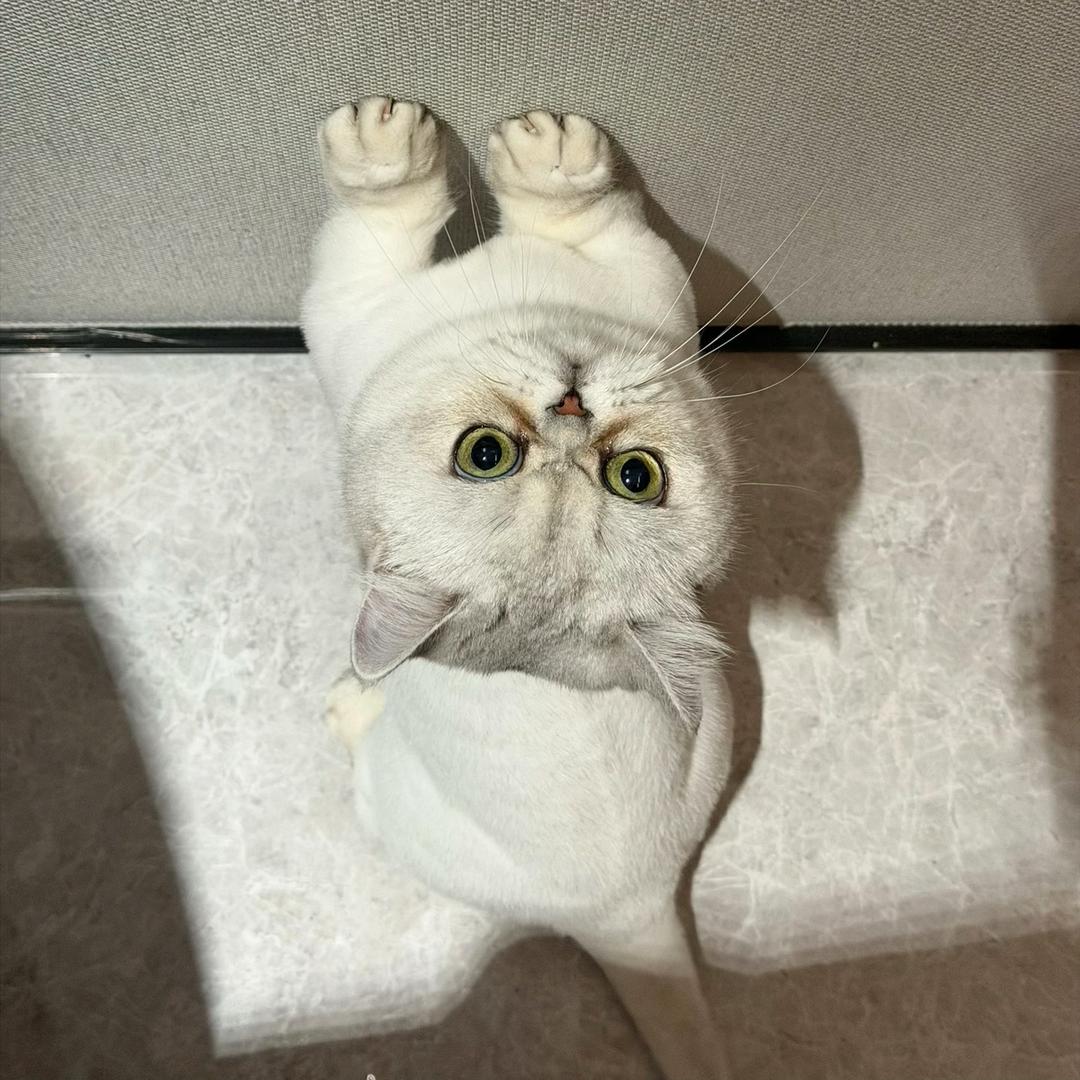 小笼包不是南翔的